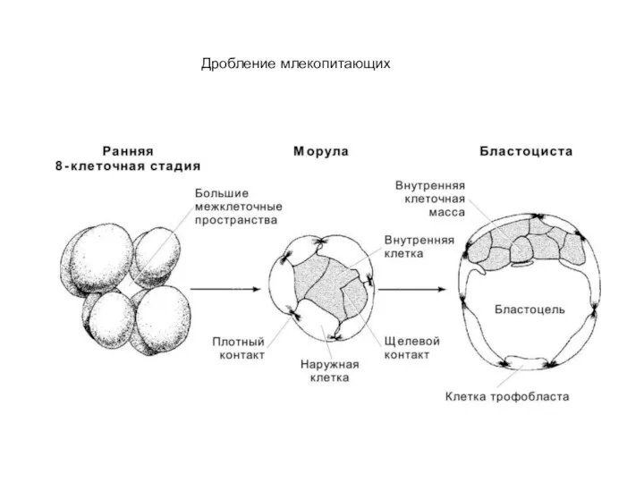 Дробление млекопитающих