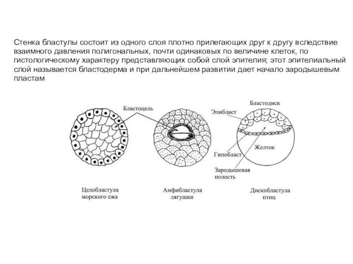 Стенка бластулы состоит из одного слоя плотно прилегающих друг к