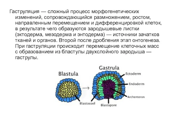 Гаструляция — сложный процесс морфогенетических изменений, сопровождающийся размножением, ростом, направленным