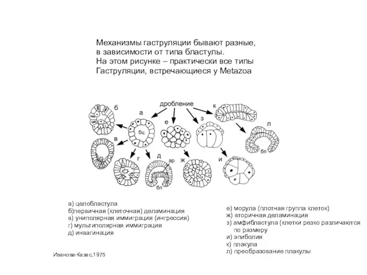 Механизмы гаструляции бывают разные, в зависимости от типа бластулы. На