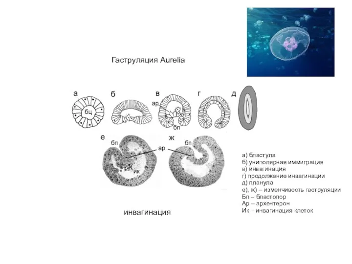 Гаструляция Aurelia инвагинация а) бластула б) униполярная иммиграция в) инвагинация