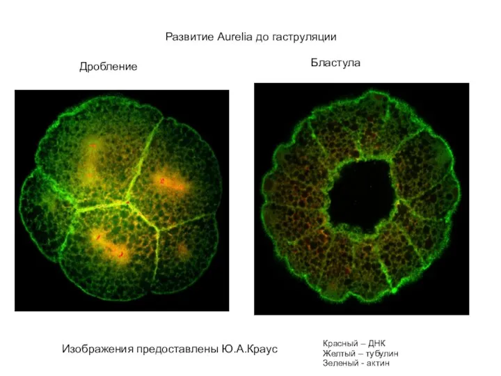 Дробление Бластула Развитие Aurelia до гаструляции Изображения предоставлены Ю.А.Краус Красный