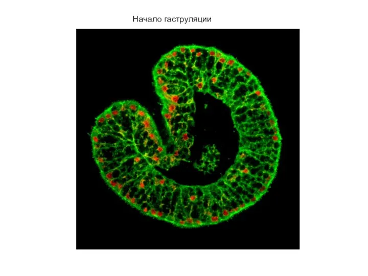 Начало гаструляции