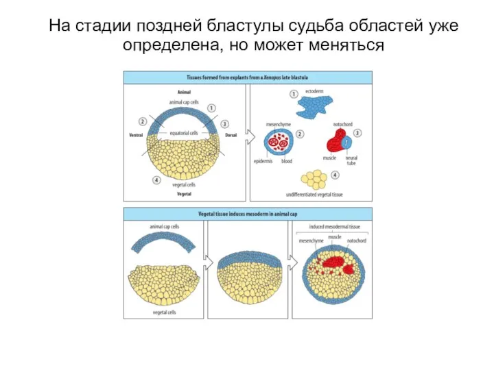 На стадии поздней бластулы судьба областей уже определена, но может меняться