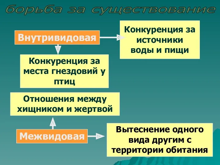 борьба за существование Внутривидовая Межвидовая Конкуренция за источники воды и