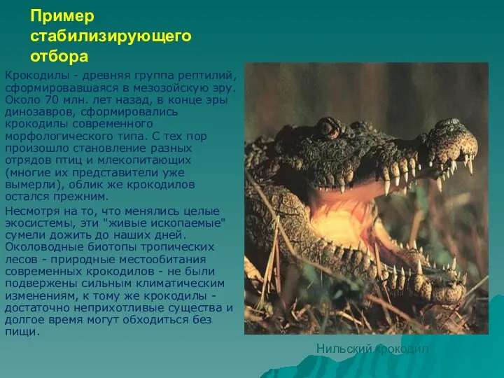 Пример стабилизирующего отбора Крокодилы - древняя группа рептилий, сформировавшаяся в