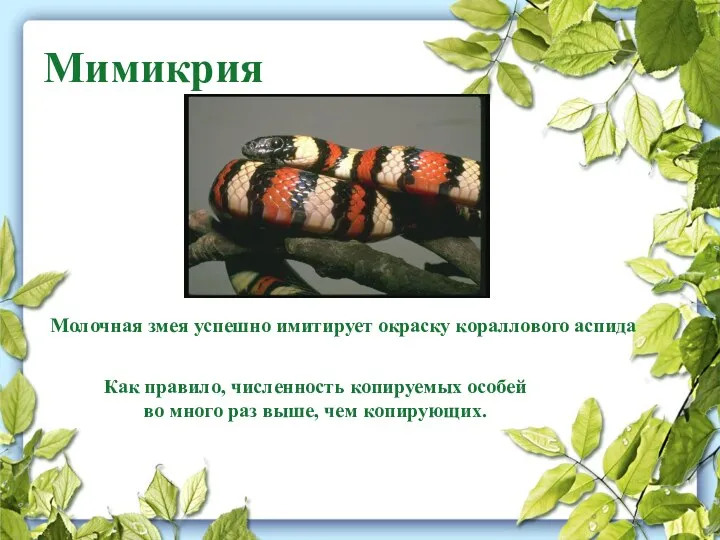 Мимикрия Молочная змея успешно имитирует окраску кораллового аспида Как правило, численность копируемых особей