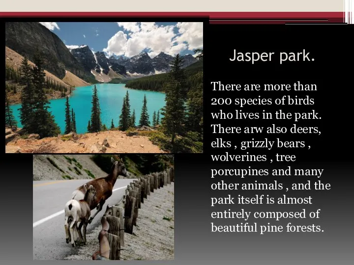 Jasper park. There are more than 200 species of birds