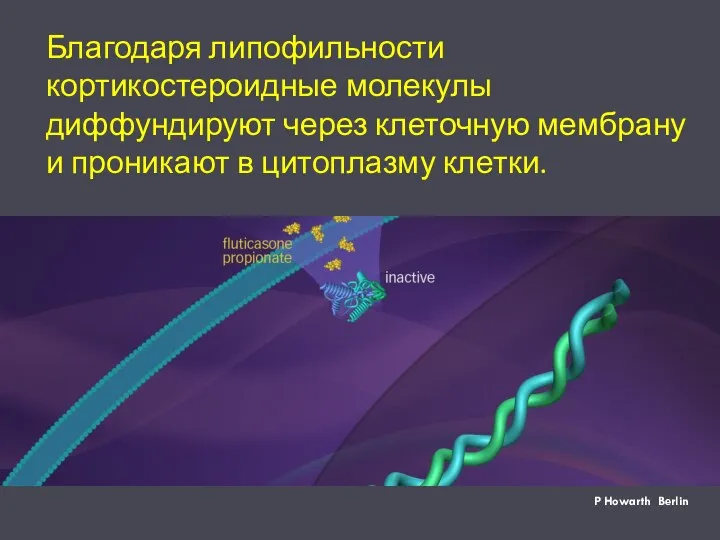 P Howarth Berlin Благодаря липофильности кортикостероидные молекулы диффундируют через клеточную мембрану и проникают в цитоплазму клетки.