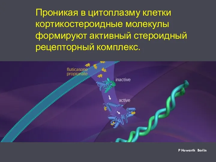 P Howarth Berlin Проникая в цитоплазму клетки кортикостероидные молекулы формируют активный стероидный рецепторный комплекс.