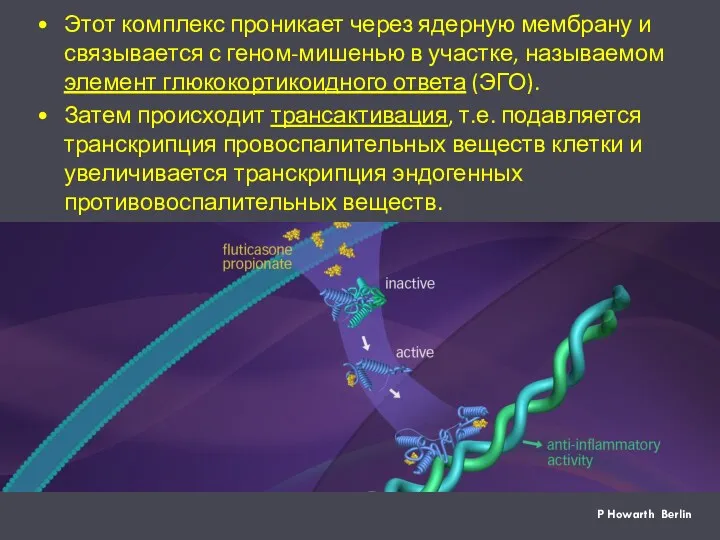 P Howarth Berlin Этот комплекс проникает через ядерную мембрану и