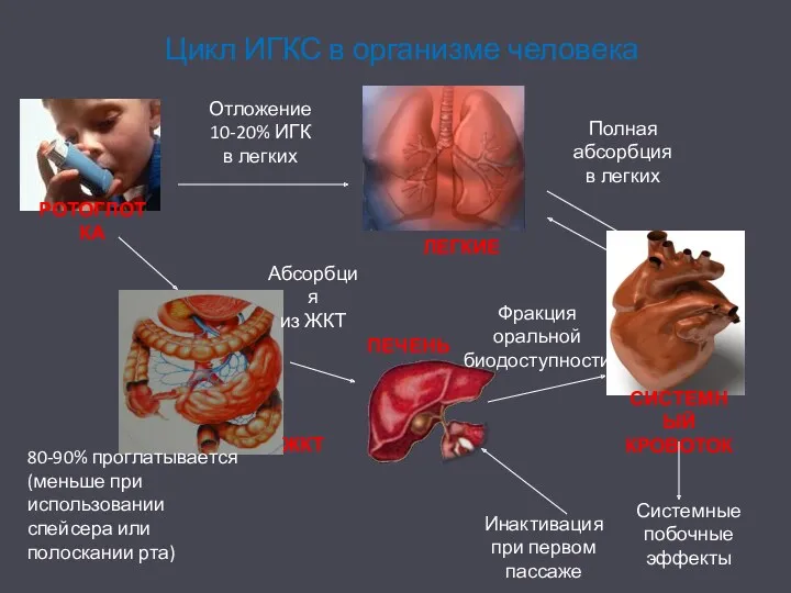 Цикл ИГКС в организме человека Отложение 10-20% ИГК в легких
