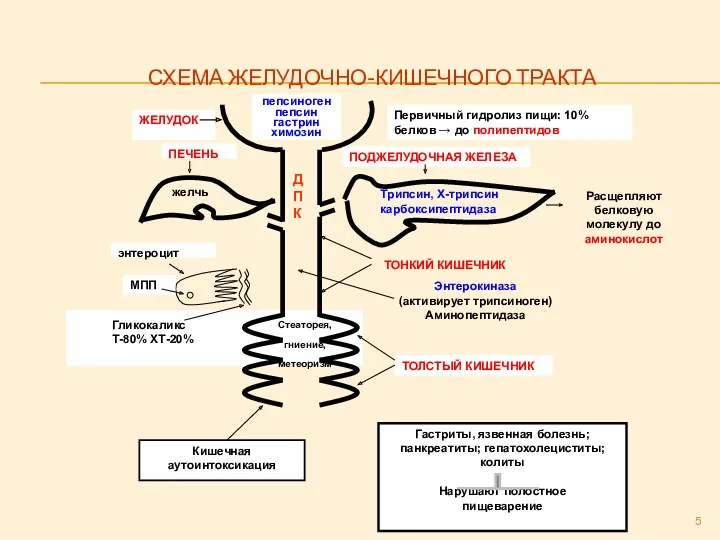 СХЕМА ЖЕЛУДОЧНО-КИШЕЧНОГО ТРАКТА