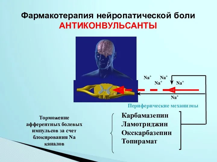 Фармакотерапия нейропатической боли АНТИКОНВУЛЬСАНТЫ Периферические механизмы Карбамазепин Ламотриджин Окскарбазепин Топирамат