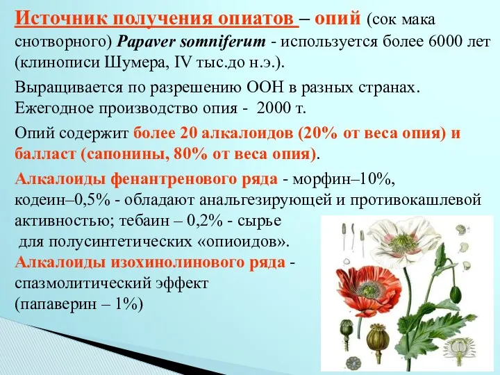 Источник получения опиатов – опий (сок мака снотворного) Papaver somniferum