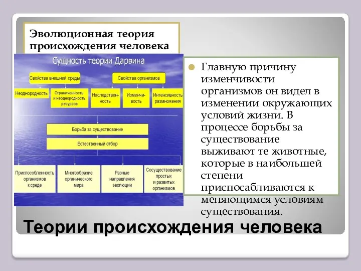 Теории происхождения человека Эволюционная теория происхождения человека Главную причину изменчивости