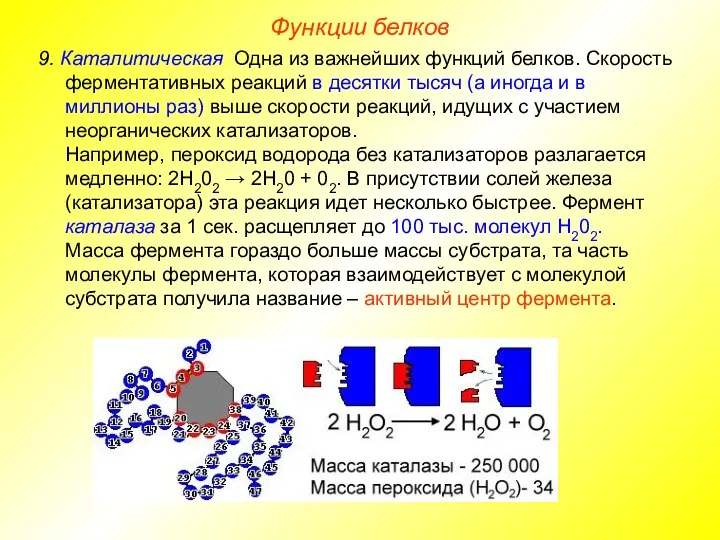 9. Каталитическая. Одна из важнейших функций белков. Скорость ферментативных реакций