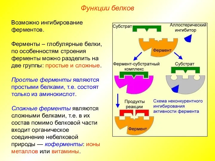 Функции белков Возможно ингибирование ферментов. Ферменты – глобулярные белки, по