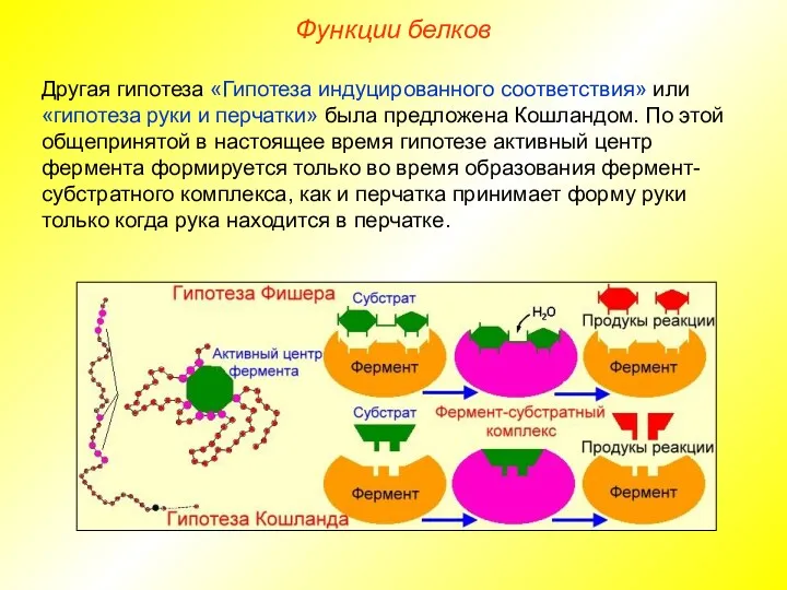 Другая гипотеза «Гипотеза индуцированного соответствия» или «гипотеза руки и перчатки»