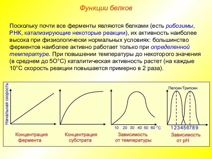 Поскольку почти все ферменты являются белками (есть рибозимы, РНК, катализирующие