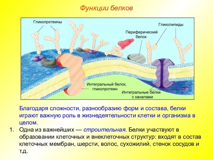 Благодаря сложности, разнообразию форм и состава, белки играют важную роль