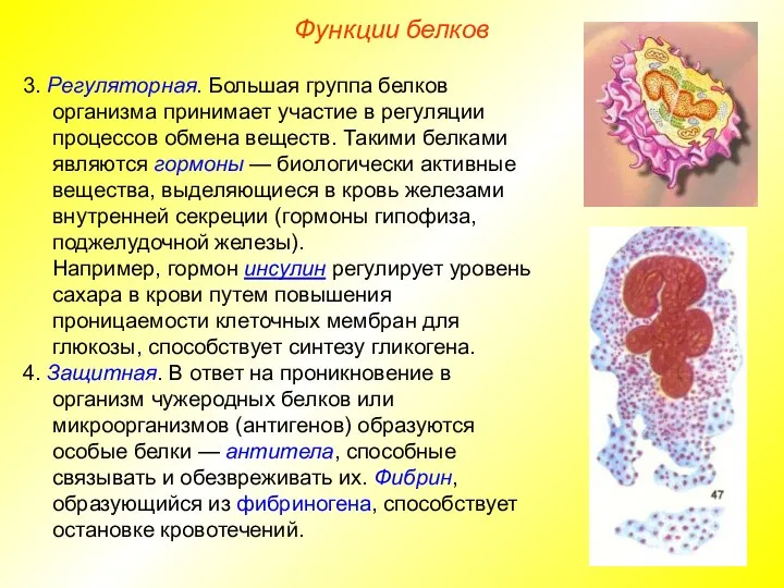 3. Регуляторная. Большая группа белков организма принимает участие в регуляции