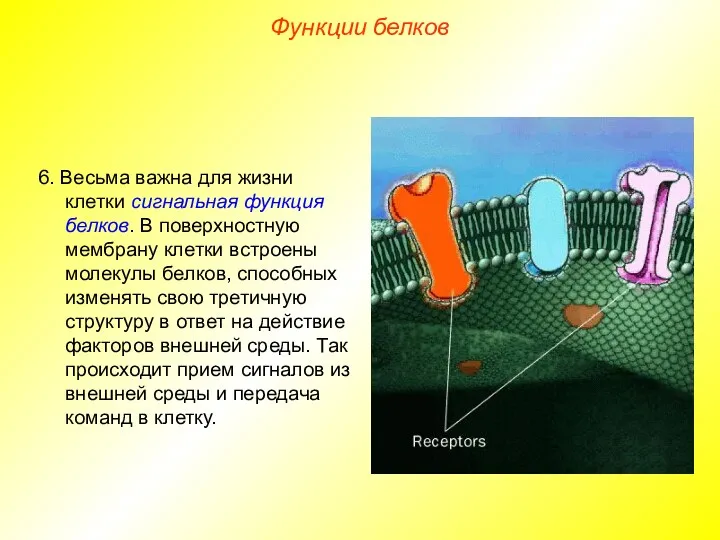 6. Весьма важна для жизни клетки сигнальная функция белков. В