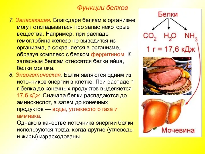 7. Запасающая. Благодаря белкам в организме могут откладываться про запас