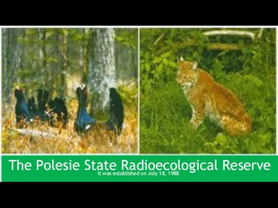 The Polesie State Radioecological Reserve It was established on July 18, 1988
