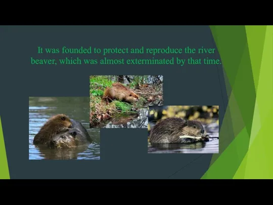 It was founded to protect and reproduce the river beaver, which was almost