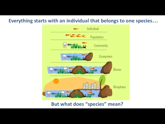 Everything starts with an individual that belongs to one species… But what does “species” mean?