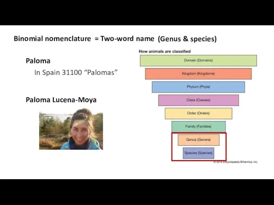 Binomial nomenclature = Two-word name (Genus & species) Paloma In Spain 31100 “Palomas” Paloma Lucena-Moya