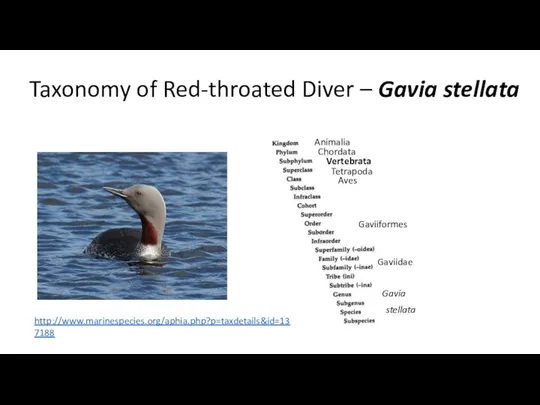 Taxonomy of Red-throated Diver – Gavia stellata Animalia Chordata Vertebrata