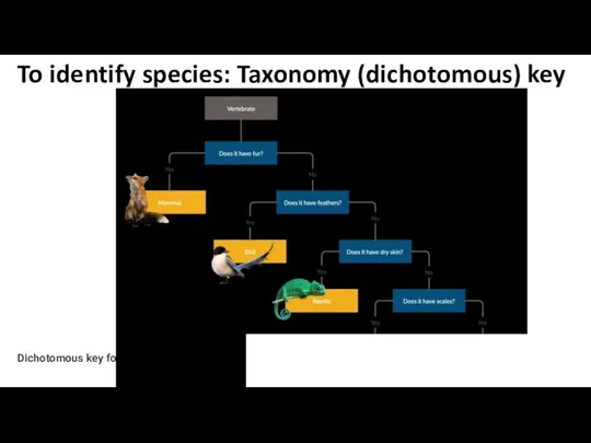 Dichotomous key for animals To identify species: Taxonomy (dichotomous) key