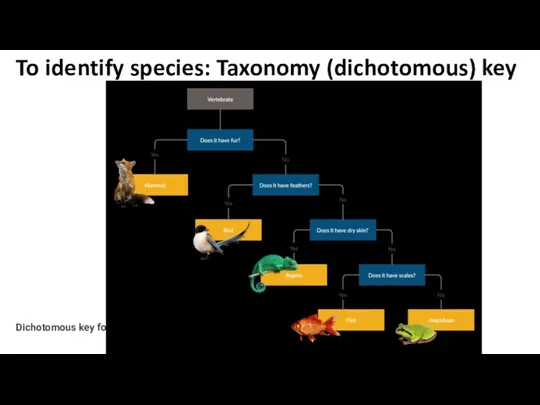 Dichotomous key for animals To identify species: Taxonomy (dichotomous) key