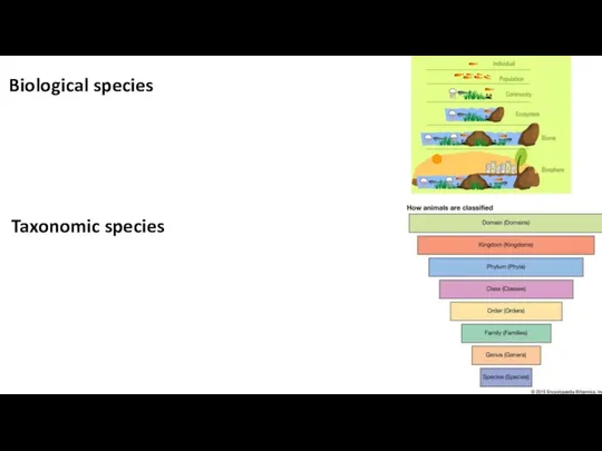 Biological species Taxonomic species