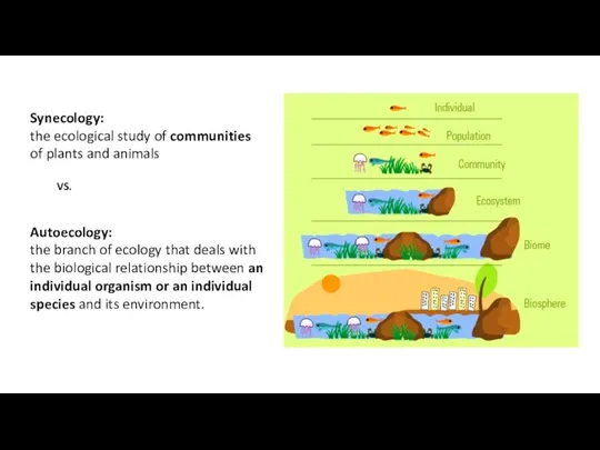 Synecology: the ecological study of communities of plants and animals