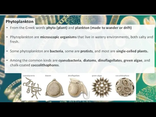 Phytoplankton From the Greek words phyto (plant) and plankton (made