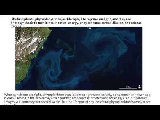 When conditions are right, phytoplankton populations can grow explosively, a