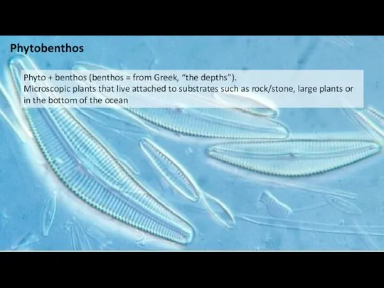 Phytobenthos Phyto + benthos (benthos = from Greek, “the depths”).