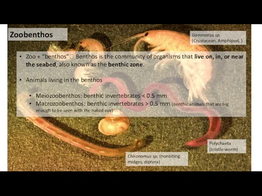 Zoo + “benthos”? Benthos is the community of organisms that