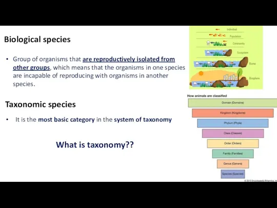 Biological species Taxonomic species It is the most basic category