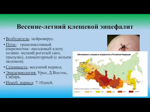 Весенне-летний клещевой энцефалит Возбудитель: нейровирус. Пути : трансмиссивный (переносчик- иксодовый