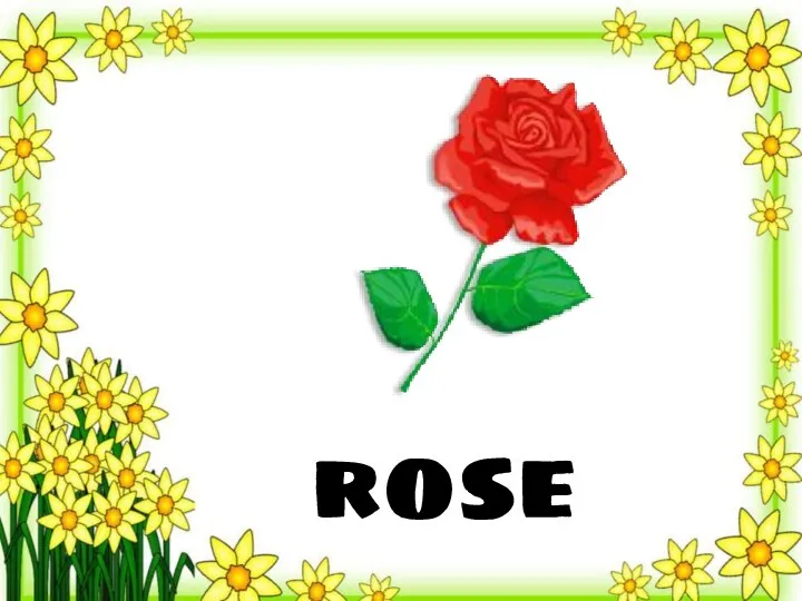 rose