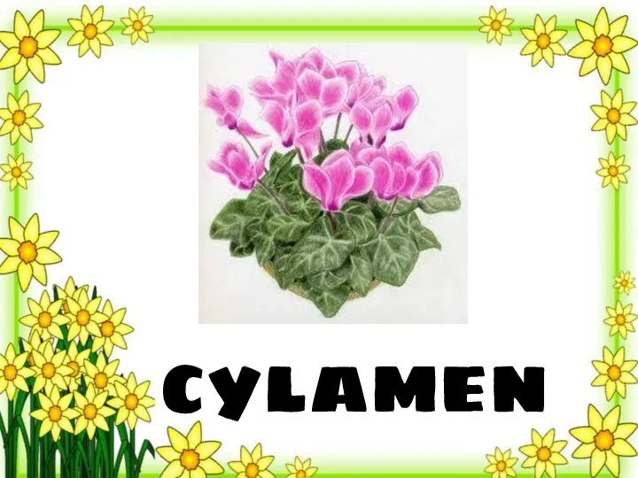 cylamen