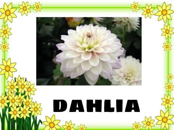 dahlia