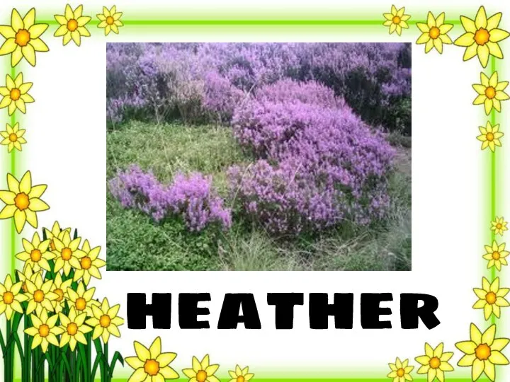 heather