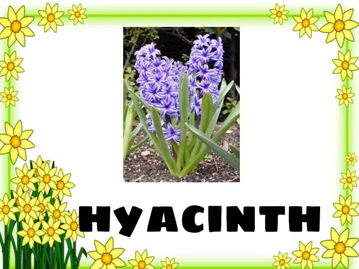 hyacinth