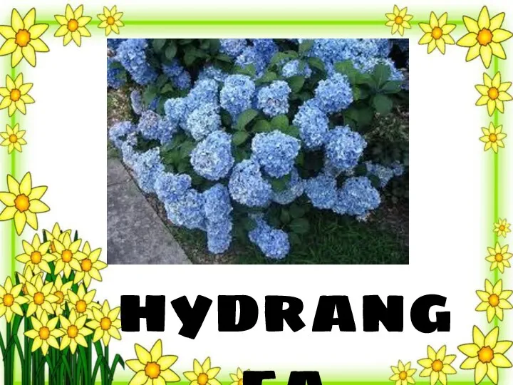 hydrangea