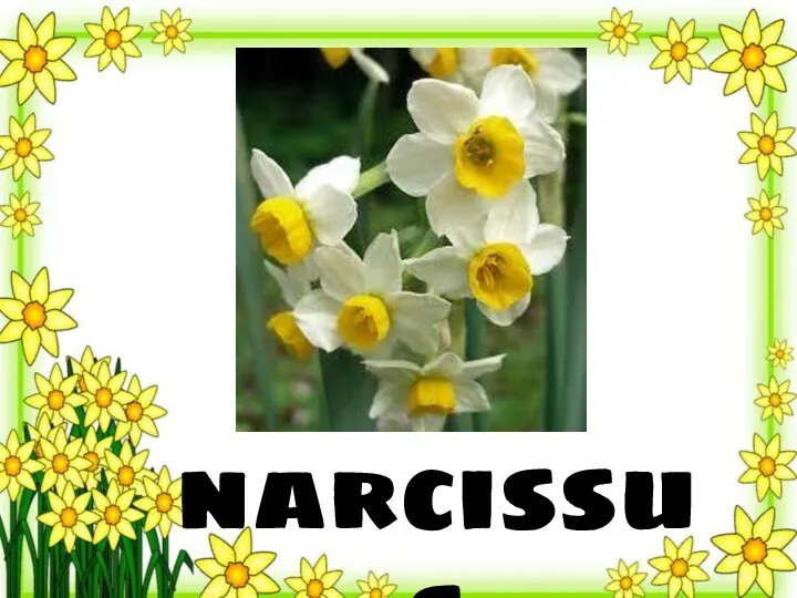 narcissus